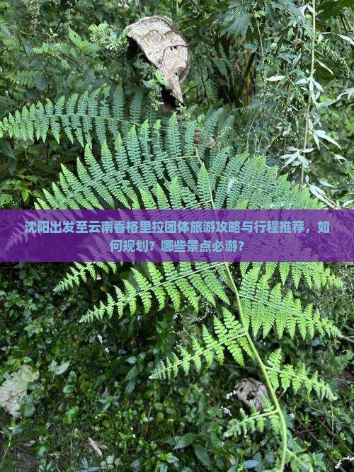 沈阳出发至云南香格里拉团体旅游攻略与行程推荐，如何规划？哪些景点必游？