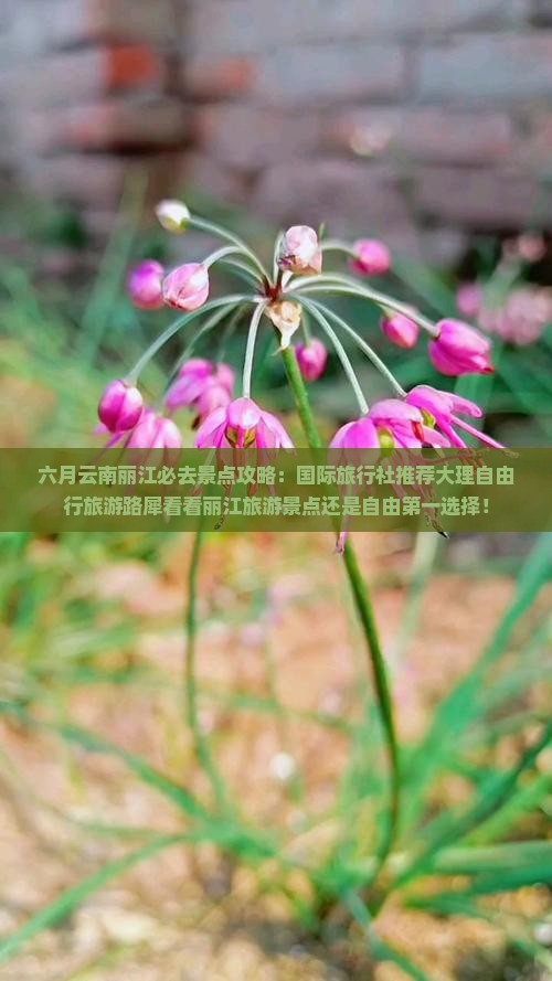 六月云南丽江必去景点攻略：国际旅行社推荐大理自由行旅游路犀看看丽江旅游景点还是自由第一选择！