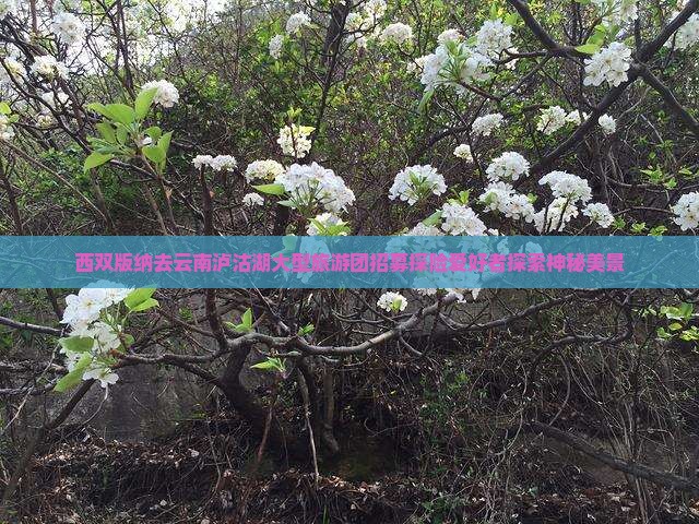 西双版纳去云南泸沽湖大型旅游团招募探险爱好者探索神秘美景
