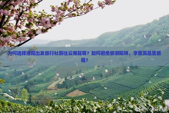 为何选择洛阳出发旅行社前往云南昆明？如何避免旅游陷阱，享受高品质旅程？