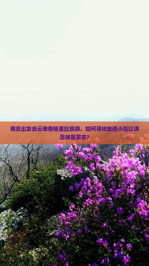 南京出发去云南香格里拉旅游，如何寻找地道小吃以满足味蕾需求？