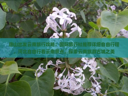 唐山出发云南旅行攻略：国际旅行社推荐详细自由行程，河北自由行看云南景点，探索云南旅游古城之美