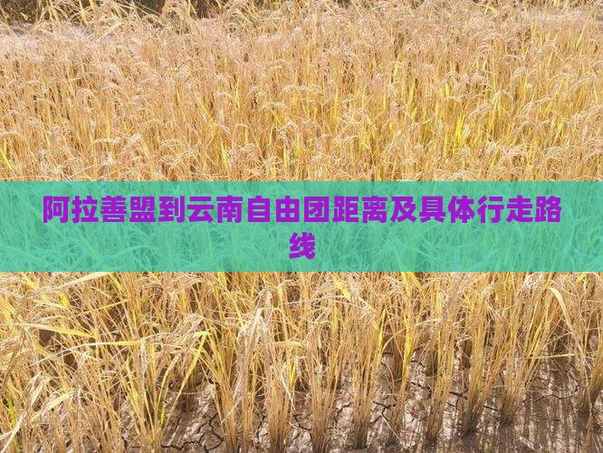 阿拉善盟到云南自由团距离及具体行走路线