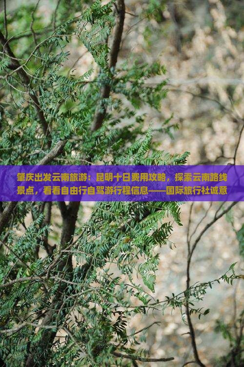 肇庆出发云南旅游：昆明十日费用攻略，探索云南路线景点，看看自由行自驾游行程信息——国际旅行社诚意呈现