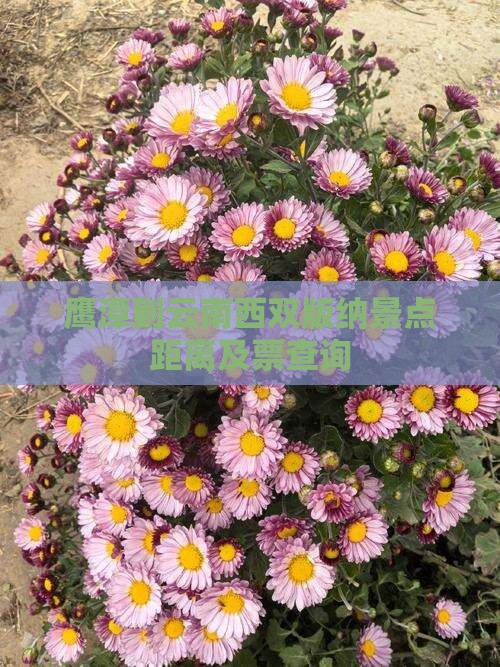 鹰潭到云南西双版纳景点距离及票查询