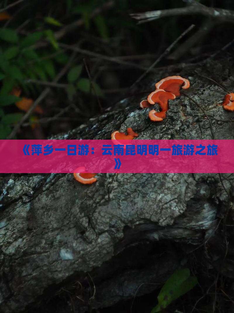 《萍乡一日游：云南昆明明一旅游之旅》