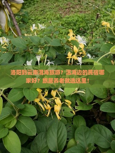 洛阳到云南洱海旅游？洱海边的民宿哪家好？旅居养老就选这里！