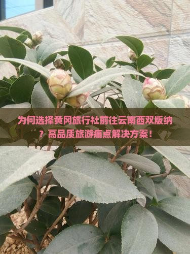 为何选择黄冈旅行社前往云南西双版纳？高品质旅游痛点解决方案！