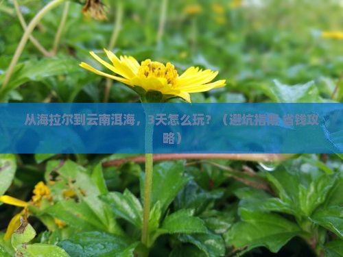 海拉尔到云南洱海旅行社 海拉尔到云南洱海旅行社