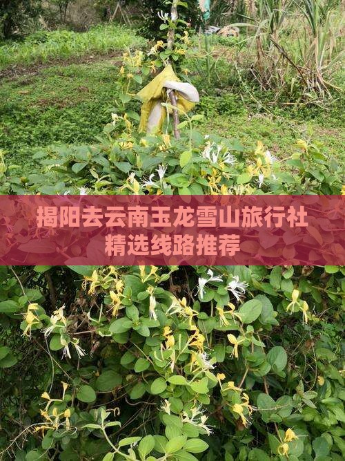 揭阳去云南玉龙雪山旅行社