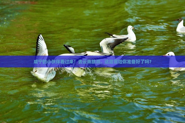 咸宁去云南旅游