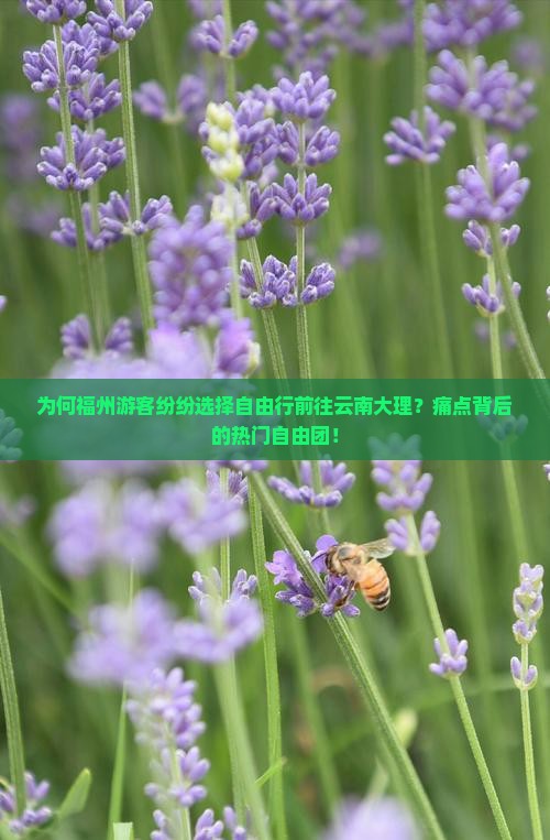 为何福州游客纷纷选择自由行前往云南大理？痛点背后的热门自由团！