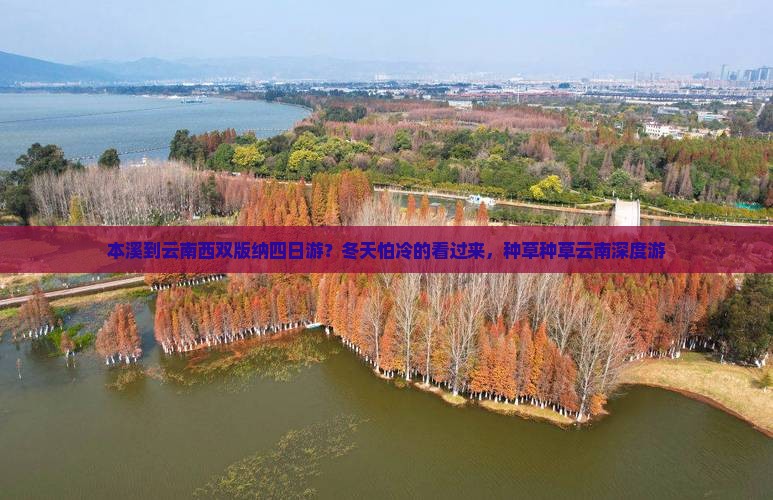 本溪到云南西双版纳四日游？冬天怕冷的看过来，种草种草云南深度游