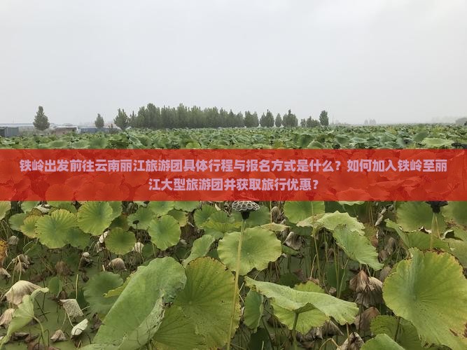 铁岭出发前往云南丽江旅游团具体行程与报名方式是什么？如何加入铁岭至丽江大型旅游团并获取旅行优惠？