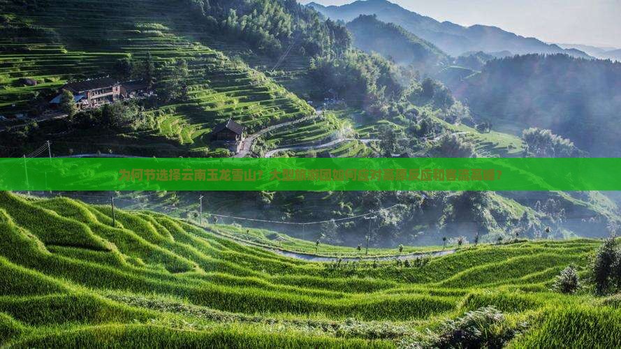 为何节选择云南玉龙雪山？大型旅游团如何应对高原反应和客流高峰？