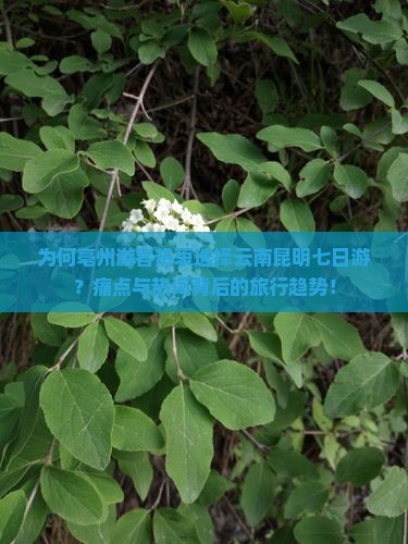 为何亳州游客热衷选择云南昆明七日游？痛点与热词背后的旅行趋势！