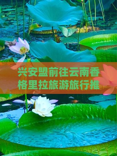 兴安盟去云南香格里拉旅行社