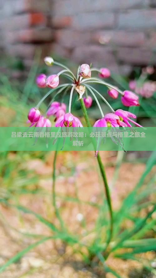 吕梁去云南香格里拉哪里玩