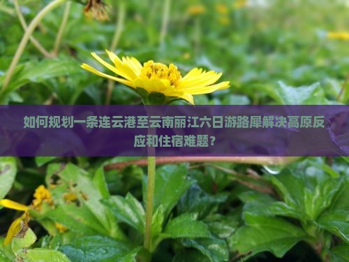 如何规划一条连云港至云南丽江六日游路犀解决高原反应和住宿难题？