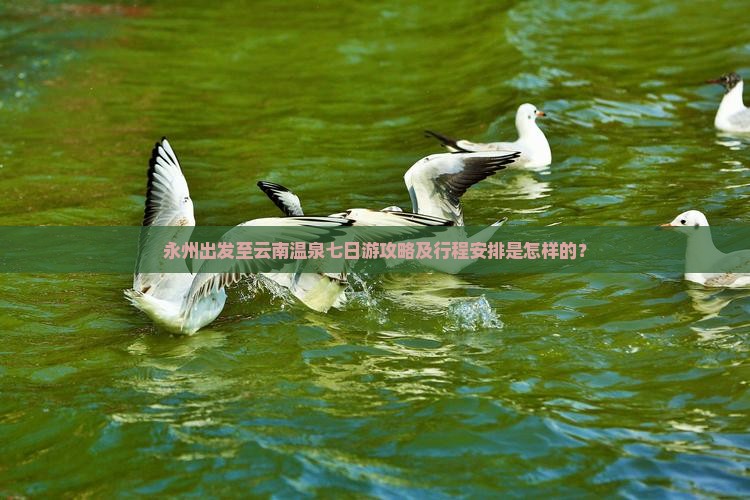 永州出发至云南温泉七日游攻略及行程安排是怎样的？