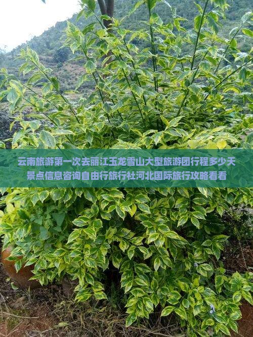 云南旅游第一次去丽江玉龙雪山大型旅游团行程多少天景点信息咨询自由行旅行社河北国际旅行攻略看看