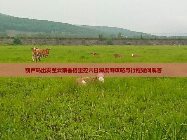 葫芦岛出发至云南香格里拉六日深度游攻略与行程疑问解答
