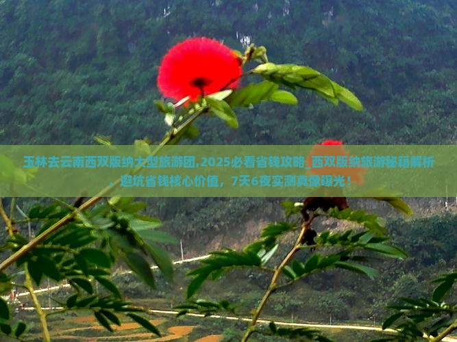 玉林去云南西双版纳大型旅游团