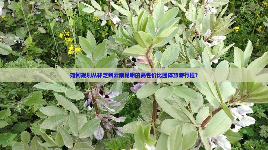 如何规划从林芝到云南昆明的高性价比团体旅游行程？