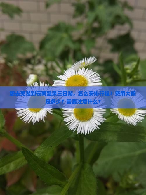 想去芜湖到云南温泉三日游，怎么安排行程？费用大概是多少？需要注意什么？