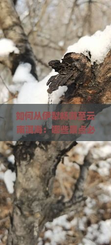 如何从伊犁畅游至云南洱海：哪些景点必去，哪些痛点需规避？