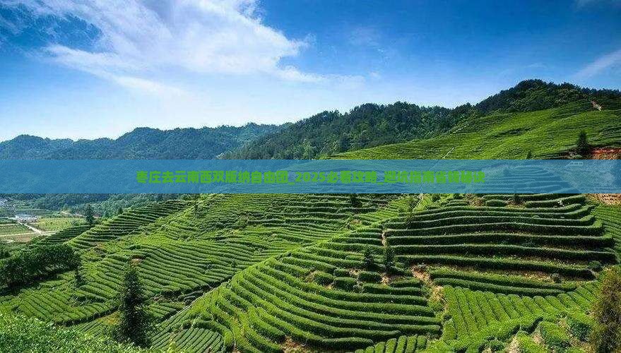 枣庄去云南西双版纳自由团