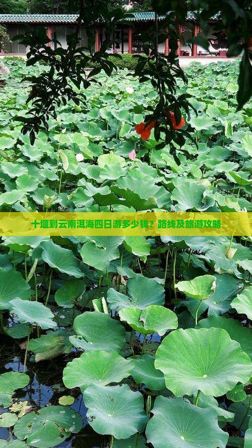 十堰到云南洱海四日游多少钱？路线及旅游攻略