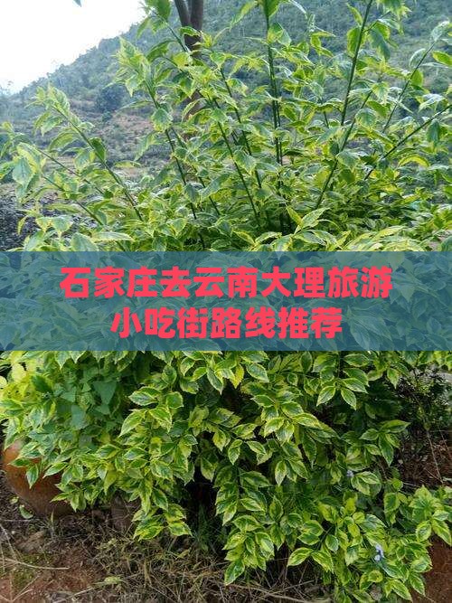 石家庄去云南大理旅游小吃街路线推荐