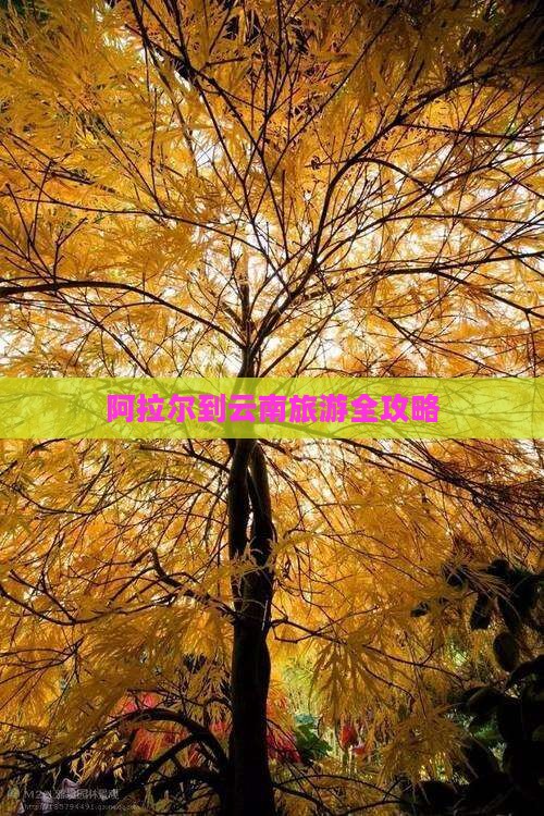 阿拉尔到云南旅游全攻略