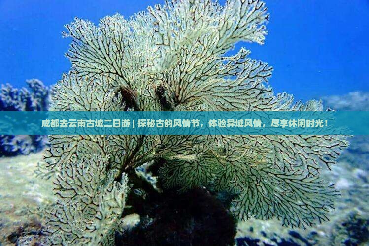 成都去云南古城二日游