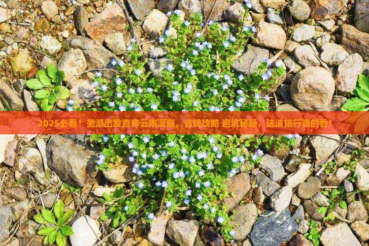 芜湖到云南洱海旅游