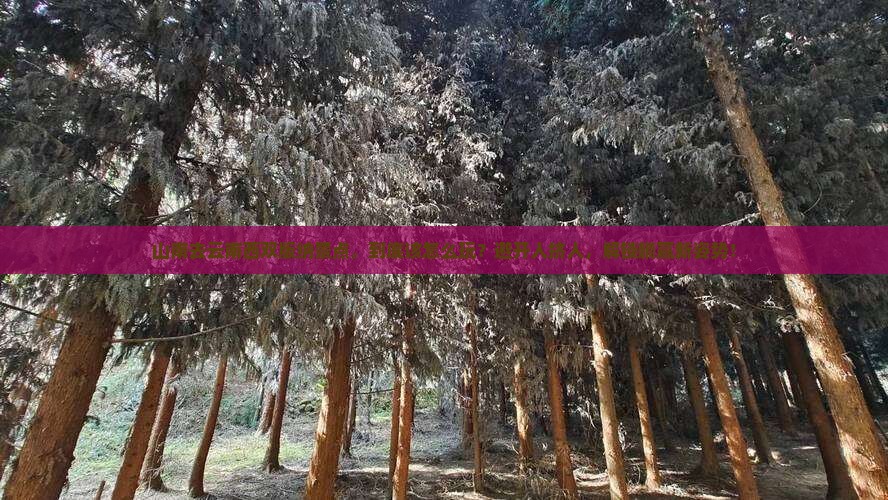 山南去云南西双版纳景点