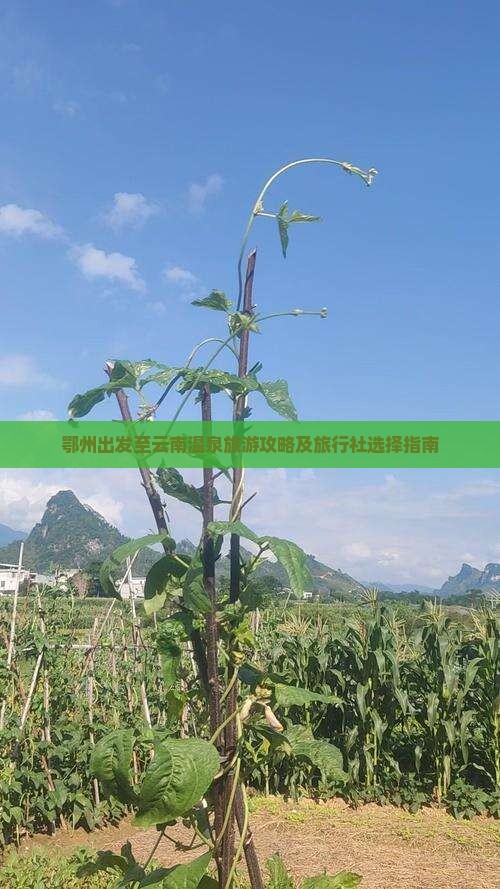 鄂州出发至云南温泉旅游攻略及旅行社选择指南