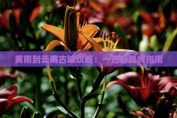 黄南到云南古城攻略：一日游路线指南