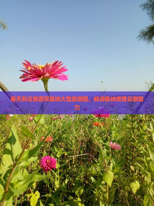 春天到云南西双版纳大型旅游团