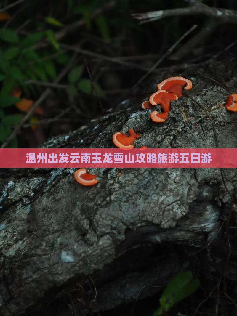 温州到云南玉龙雪山五日游