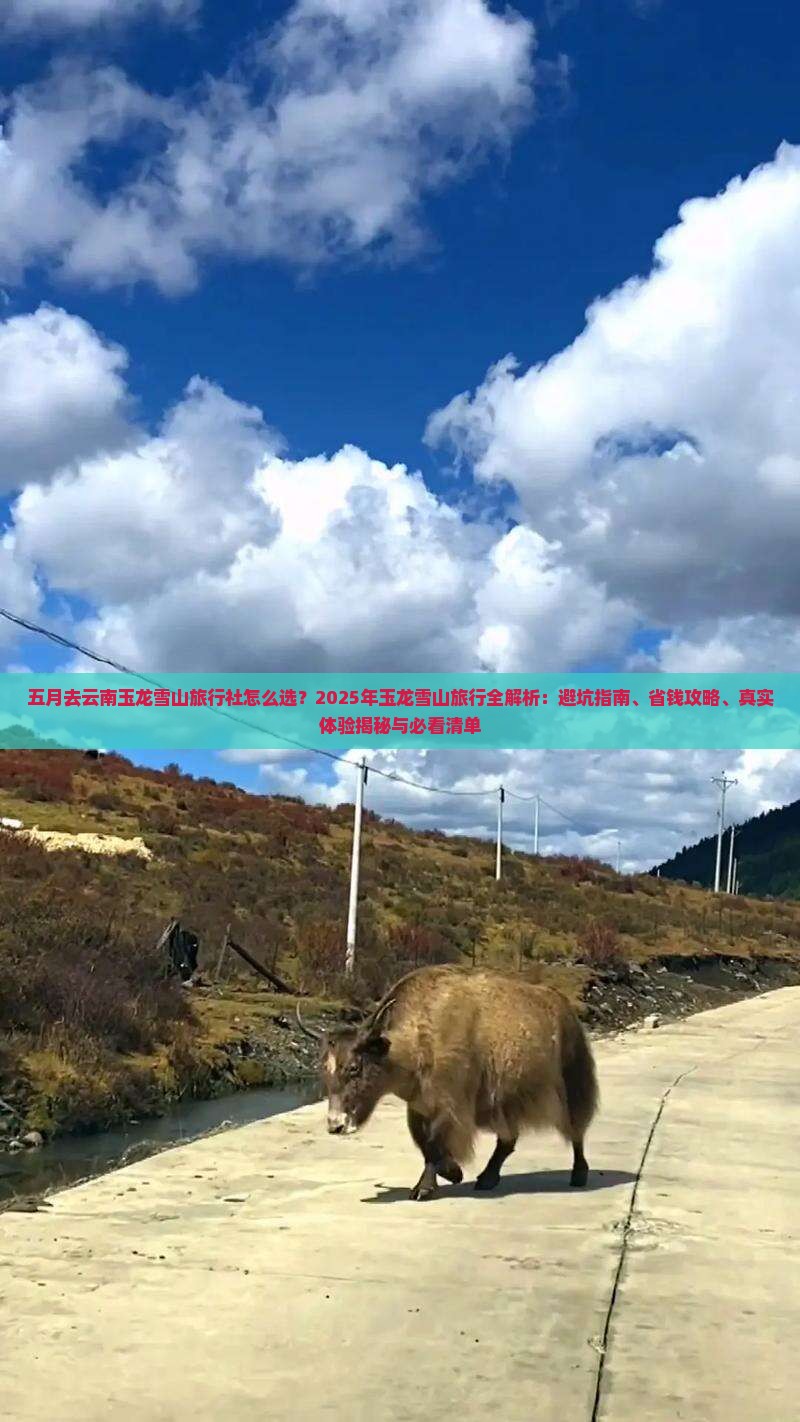 五月去云南玉龙雪山旅行社