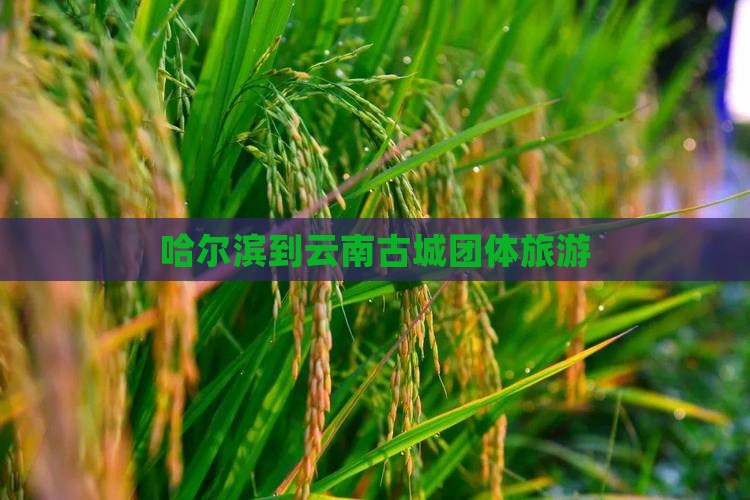 哈尔滨到云南古城团体旅游