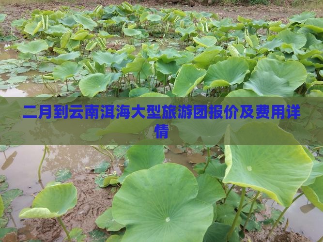 二月到云南洱海大型旅游团报价及费用详情