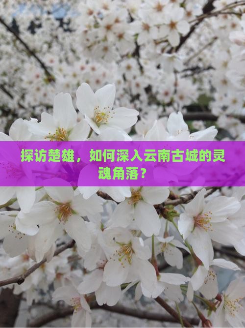 探访楚雄，如何深入云南古城的灵魂角落？