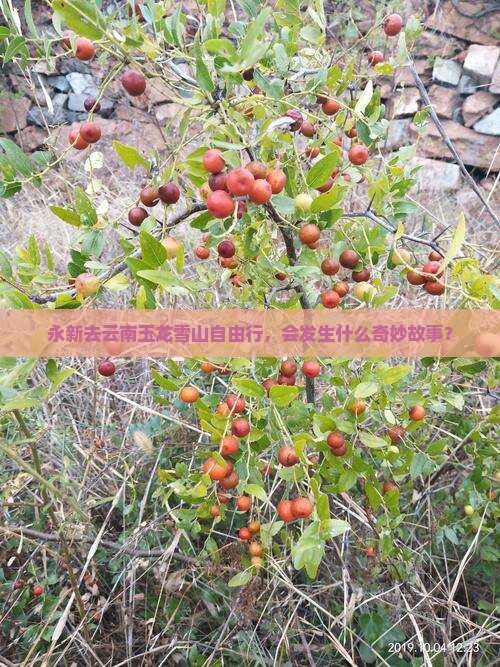 永新去云南玉龙雪山自由行，会发生什么奇妙故事？
