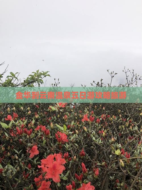 金华到云南温泉五日游