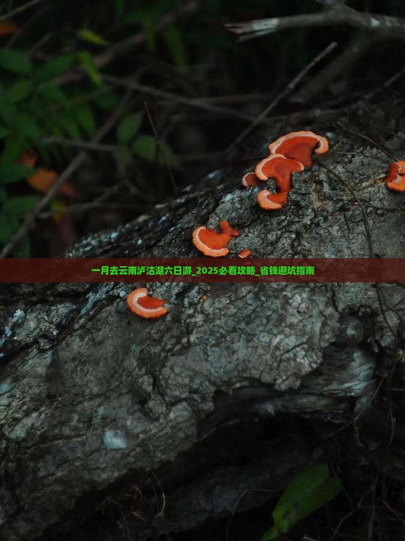 一月去云南泸沽湖六日游
