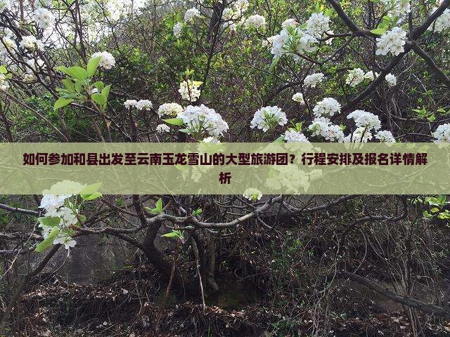 如何参加和县出发至云南玉龙雪山的大型旅游团？行程安排及报名详情解析