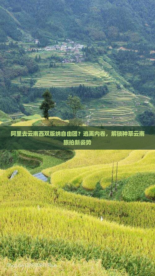 阿里去云南西双版纳自由团？逃离内卷，解锁种草云南旅拍新姿势